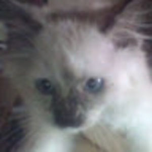 Meet your Posher, Summer